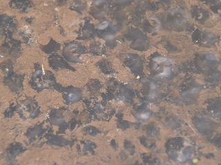 e0112213_1415732.jpg