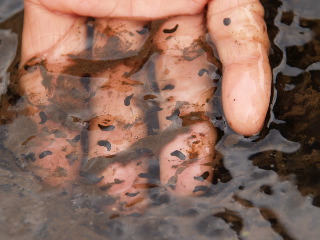 e0112213_1461034.jpg