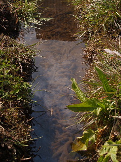 e0112213_1482415.jpg