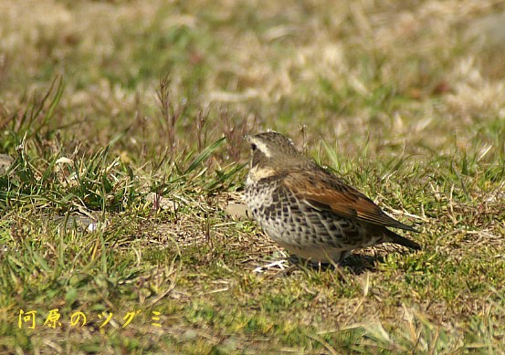 ハプニングが一杯の鳥撮り_b0033423_7214480.jpg