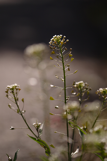 野の花　4連チャン　　　その2_e0077631_18214391.jpg