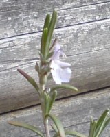 c0073332_9341070.jpg