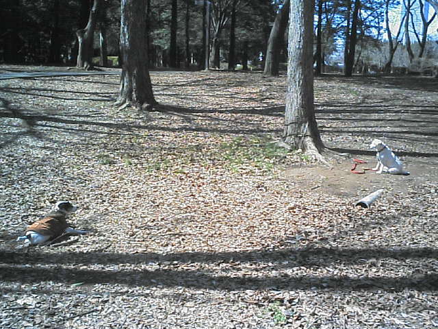 私がさぼっている間にも_c0099133_232069.jpg