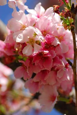 Sakura viewing at Lake Balboa_f0045736_6124318.jpg