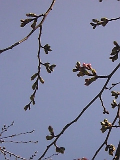 c0069552_17403552.jpg