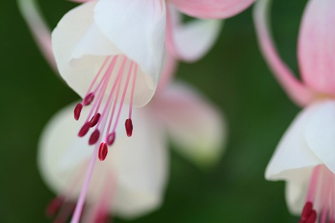 掛川花鳥園　-5_b0102553_23453612.jpg