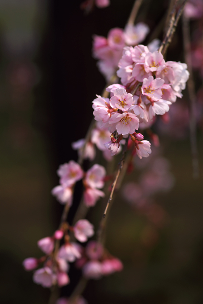 波佐見町　枝垂れ桜_e0102255_18333038.jpg