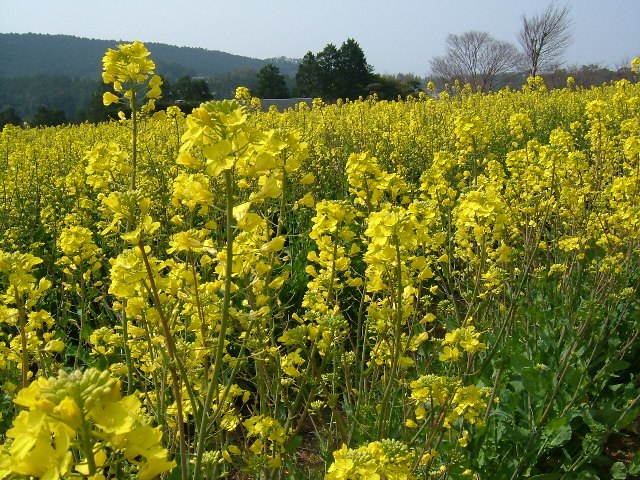 菜の花と羊の赤ちゃん_e0101769_2331788.jpg