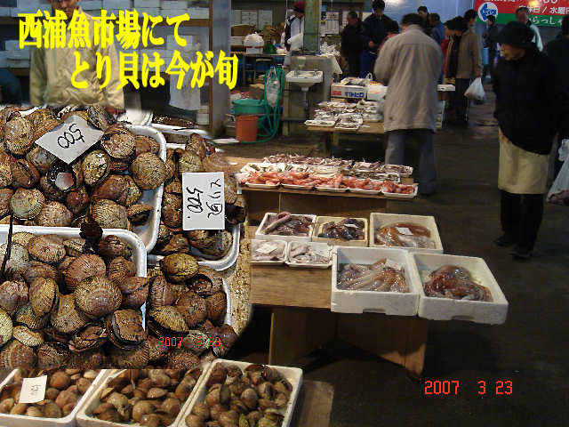 西浦魚市場へ とり貝 を買いに行きました 小次郎じじ物語