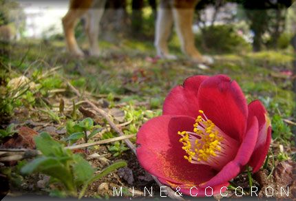 お花と～♪_a0053987_195828.jpg