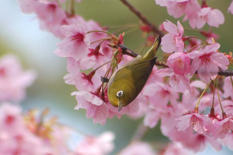 満開の陽光桜とメジロ_e0086887_1832384.jpg