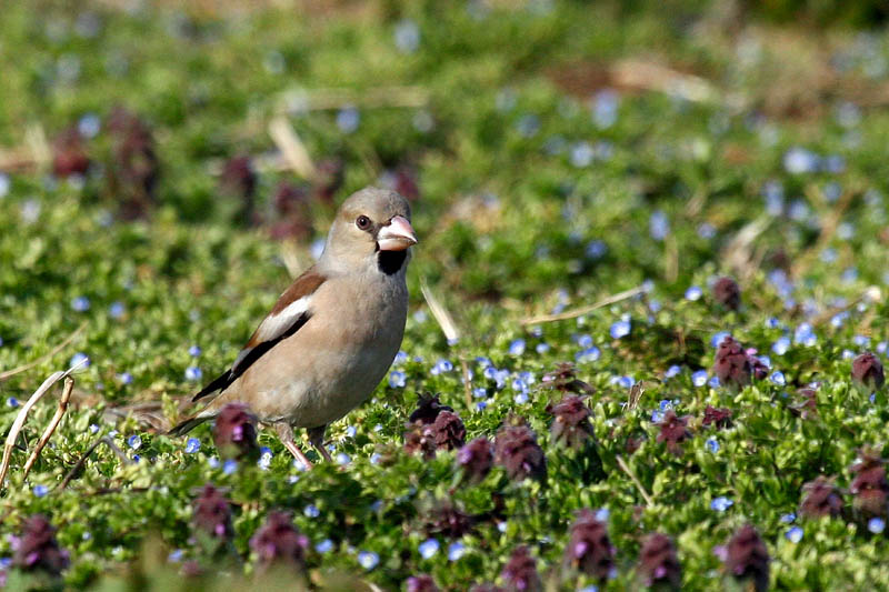 お花畑で餌を探します_b0024798_622439.jpg
