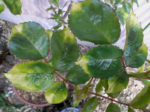 c0056903_20233977.jpg