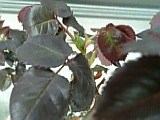 e0098908_22122922.jpg