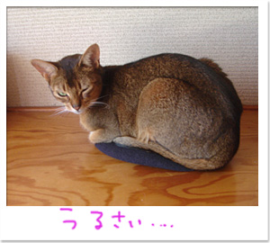ぼうし_d0084214_0122059.jpg