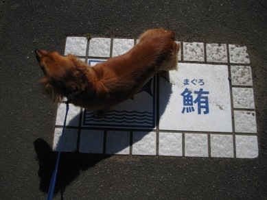 桜の花びら散る度に～_a0036626_2143572.jpg