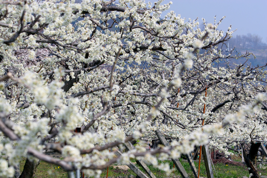 南アルプスの里山はスモモの花が満開です Minami Alps Photo Magazine