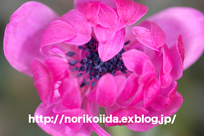 3 22韓国語教室 韓国の春の花 ケナリとチンダレ 飯田典子blog 光と風の記憶 ぺ ヨンジュンとバラに恋する写真家日記