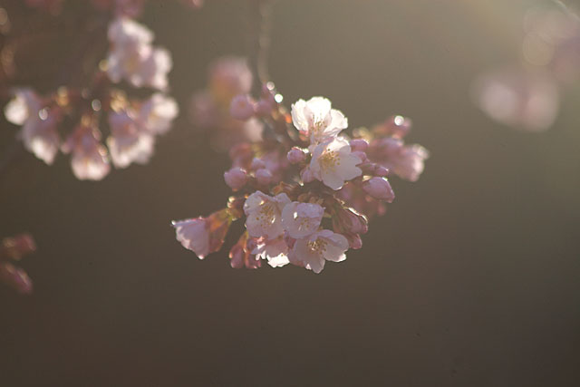 めぐみ公園の桜　その１_c0067040_2322750.jpg