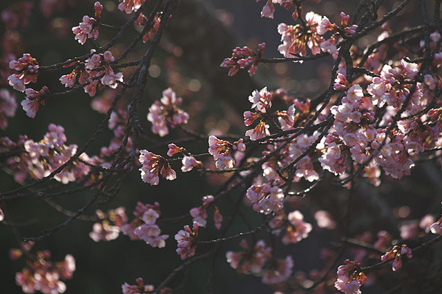 めぐみ公園の桜　その１_c0067040_2395113.jpg