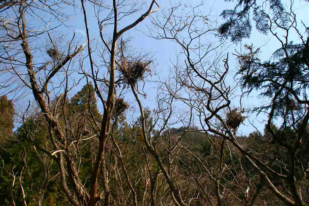 葛野川：花の旅_c0008948_055623.jpg