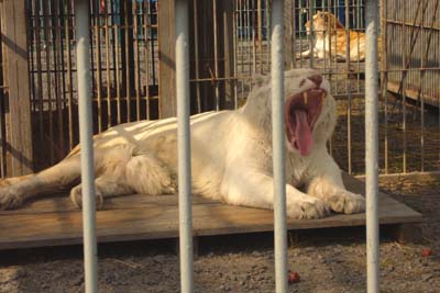 潮来　移動動物園！_f0105054_085157.jpg