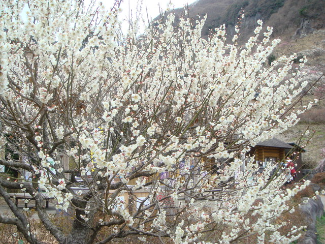 e0078564_345311.jpg