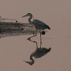 f0104569_2342173.gif