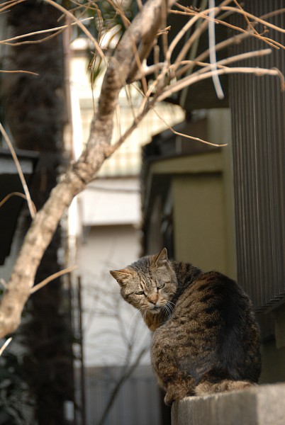 苦労してます_c0109780_9165895.jpg