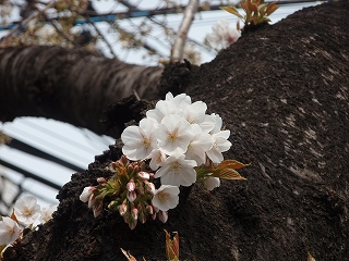 24. 蛇崩川緑道 _c0105785_16383195.jpg