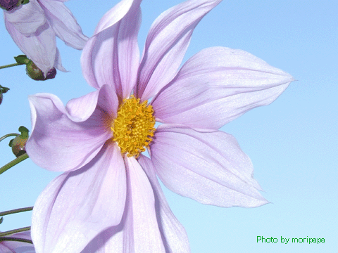 a0094711_16381985.gif