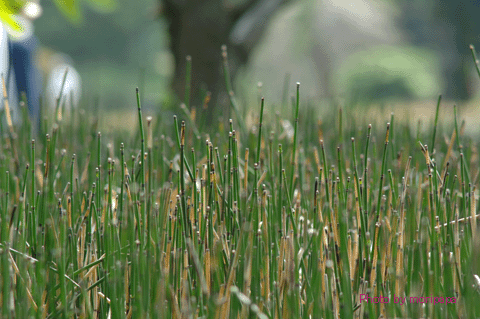 a0094711_1640335.gif