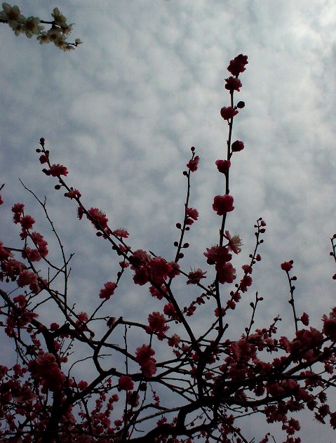梅が咲きました・・・_d0039111_12423423.jpg