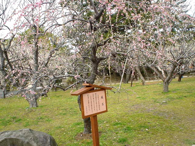 梅が咲きました・・・_d0039111_1243533.jpg
