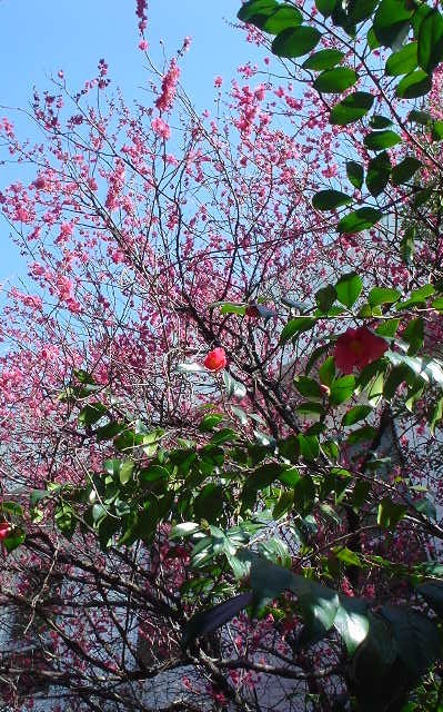 梅が咲きました・・・_d0039111_12514128.jpg