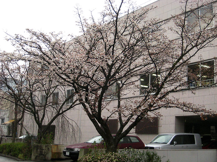 雨の京都をブラブラしてました_c0039413_9315176.jpg