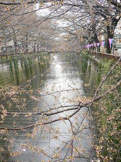 目黒川　桜の開花状況_b0020335_16592023.jpg