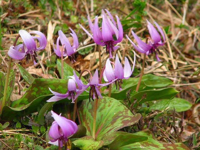 仙元山の花達_b0097836_117168.jpg