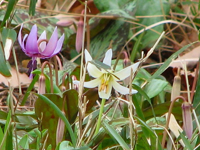 仙元山の花達_b0097836_1194576.jpg