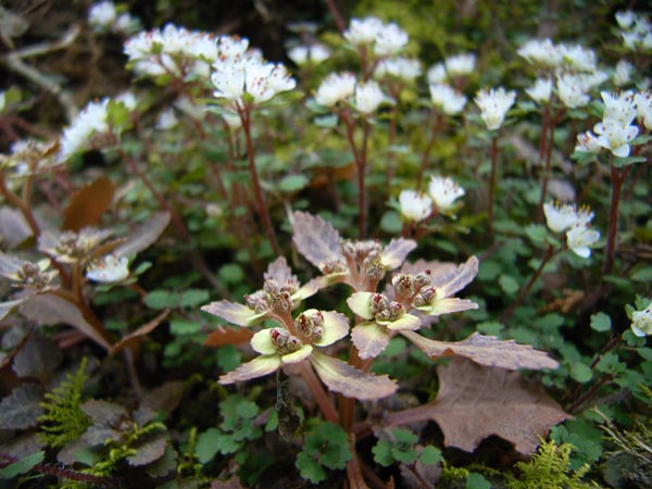 c0045352_171855100.jpg
