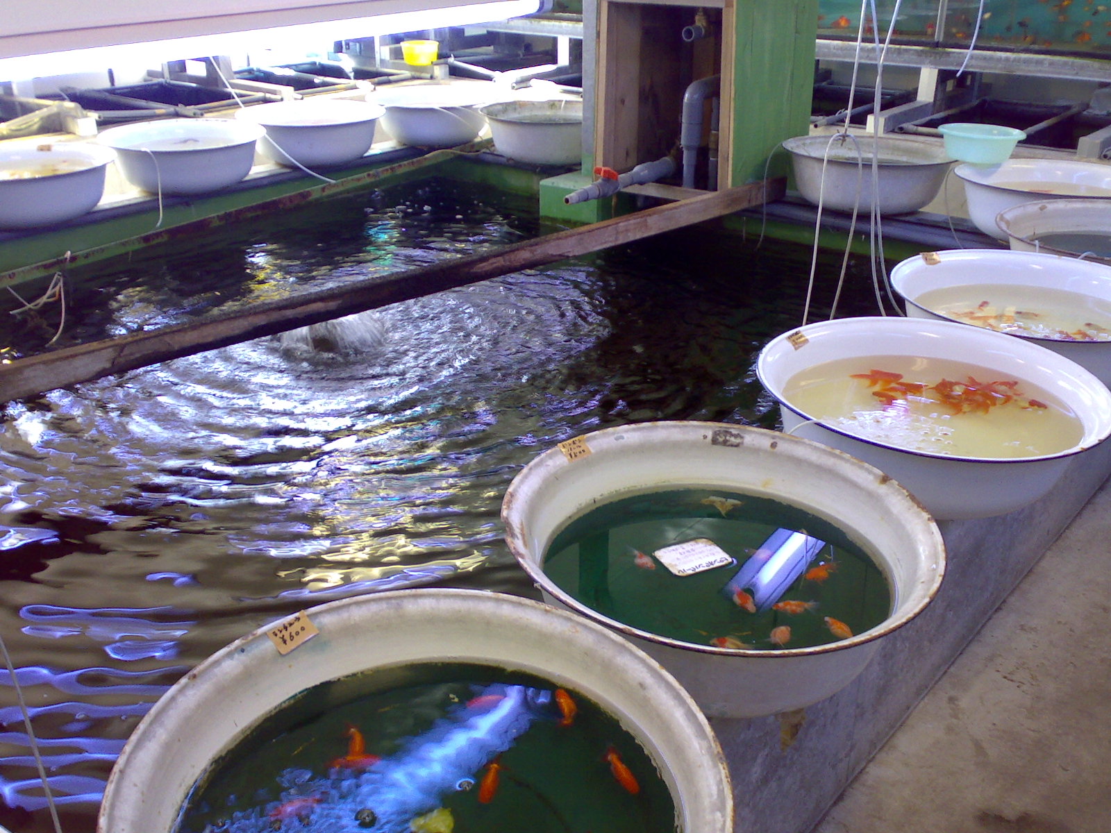 西葛西へ 金魚のバケツ