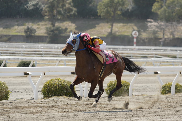 2007年3月21日(水) 高知競馬 4R ビバックス特別 レース_a0077663_1522290.jpg