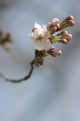 カタクリ　＆　今日の桜_a0095402_18352589.jpg