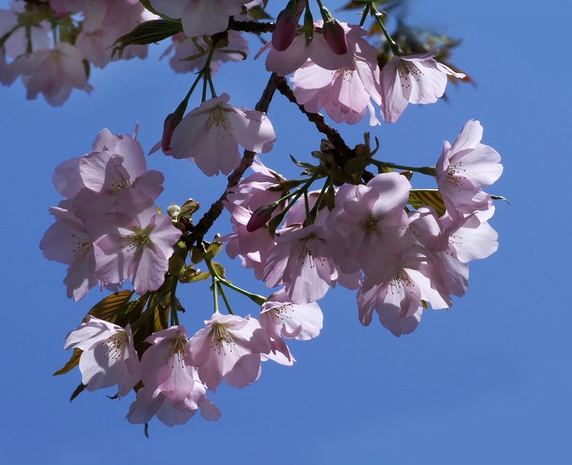 源氏物語文中花】 巻 8 【 花宴 】 桜 (サクラ) : ☆ 野草 源氏物語文中花】 巻 8 【 花宴 】 桜 (サクラ) : ☆ 野草