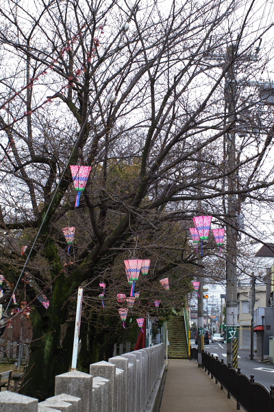 桜はまだ遠い_c0077605_0283276.jpg