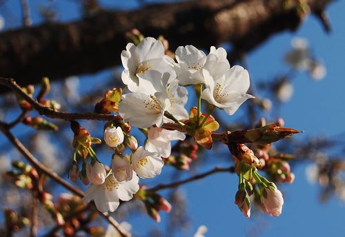 桜　二分咲き_c0113508_14222463.jpg