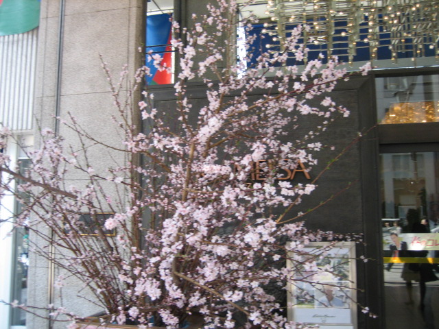 ♪都内VS地元の桜★咲き始めた！_d0004210_22125383.jpg