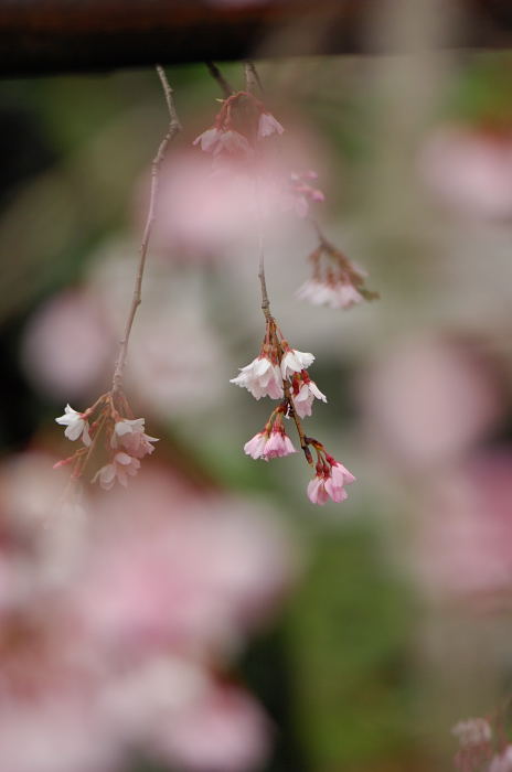 雨の渉成園_f0032011_2010143.jpg