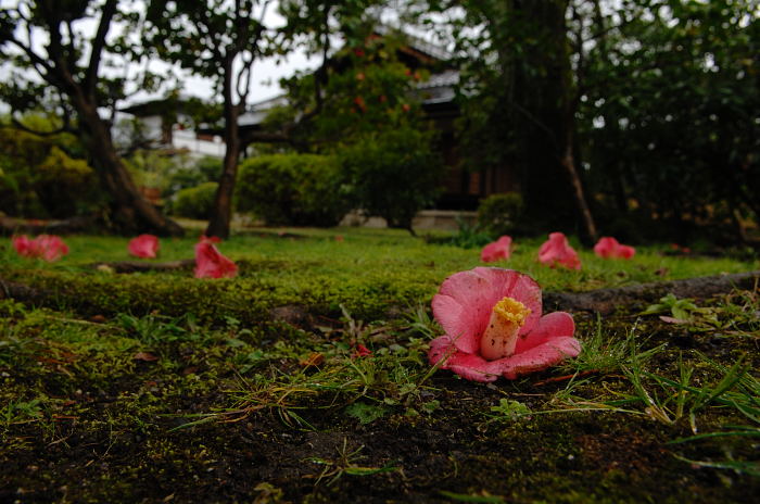 雨の渉成園_f0032011_2081998.jpg