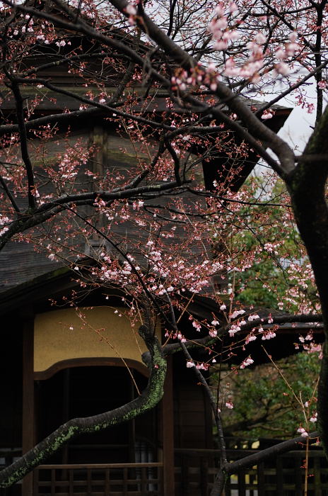 雨の渉成園_f0032011_2093482.jpg